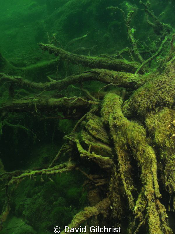 Root Study 1. I  find these to be an interesting 'still l... by David Gilchrist 