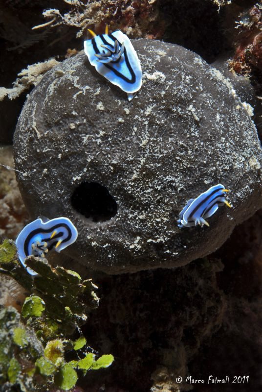 Nudi-Triad.... by Marco Faimali 