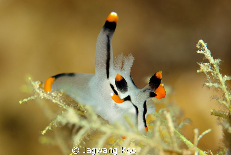Nudibranchia by Jagwang Koo 