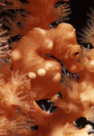 Orange Pygmy Seahorse, Mabul Island, Sabah, Borneo. Nikon... by Edd Brooks 