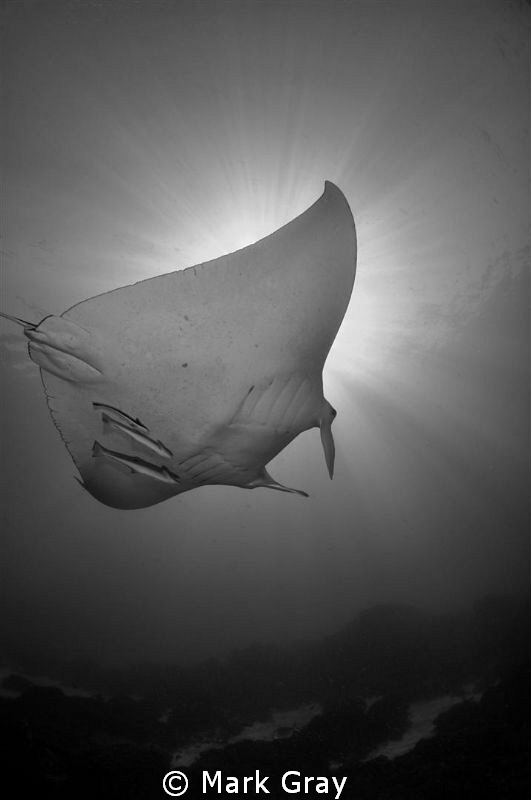 "The tip". by Mark Gray 