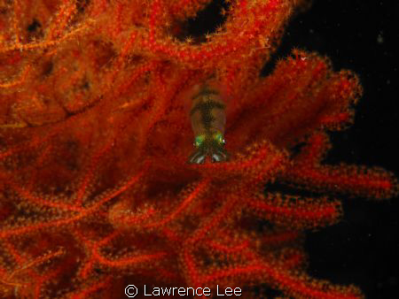 Baby Cuttlefish

G10
night dive by Lawrence Lee 
