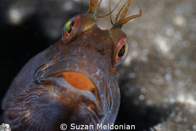 . . . just Curious ! 

(seaweed blenny guarding it's eggs) by Suzan Meldonian 