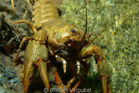 Astacus leptodactylus by Roman Vyroubal 