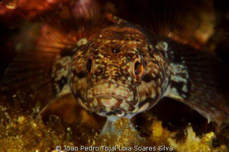 Goby (Gobius paganellus) portrait using Canon EOS 350D in... by Joao Pedro Tojal Loia Soares Silva 
