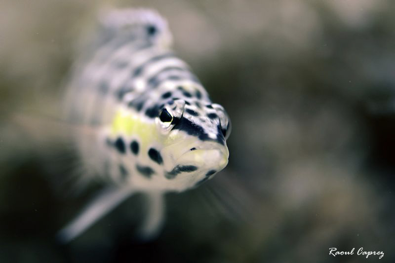 Small face to face (F8) by Raoul Caprez 