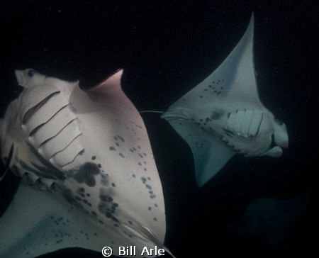 Night manta dive off Kona.  Big Island, Hawaii. by Bill Arle 