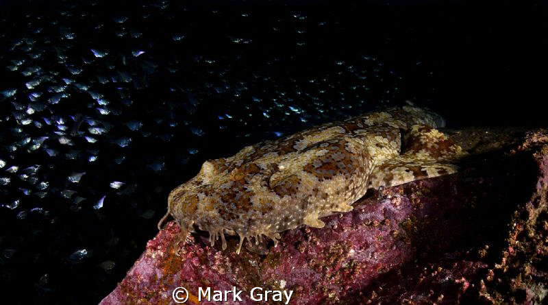 "The ambush". Hale's Wobbegong setup for an Ambush by Mark Gray 