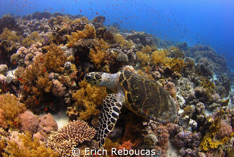Testing the camera's white balance. No strobe on the turtle. by Erich Reboucas 