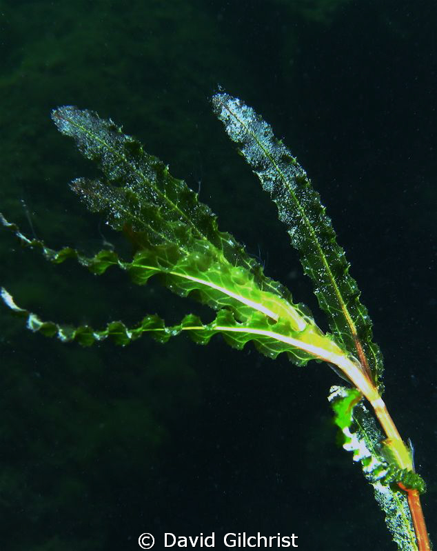 Cropped image C/U of Aquatic Plant by David Gilchrist 
