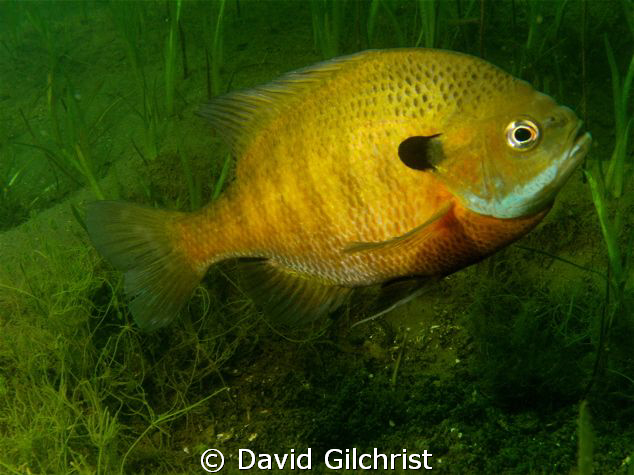 Male Bluegill tending nest in spring. by David Gilchrist 