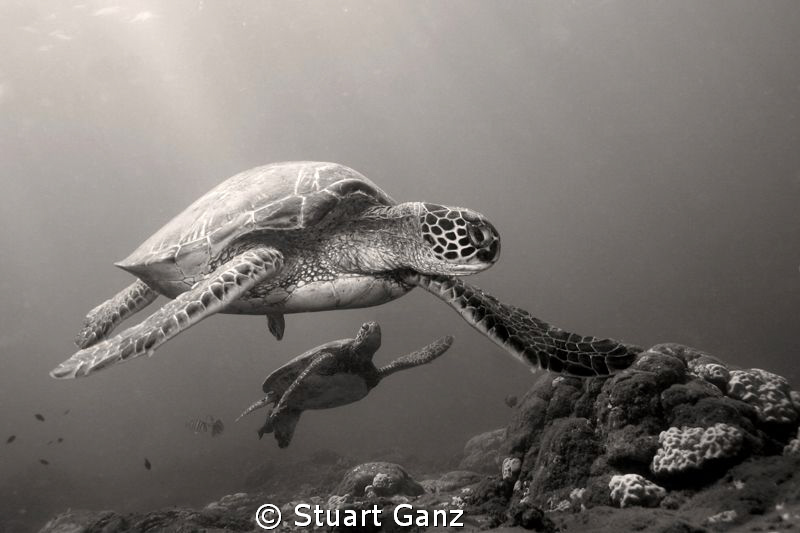 Two Hunu (Green sea turtles) taken at the Haleiwa cleanin... by Stuart Ganz 
