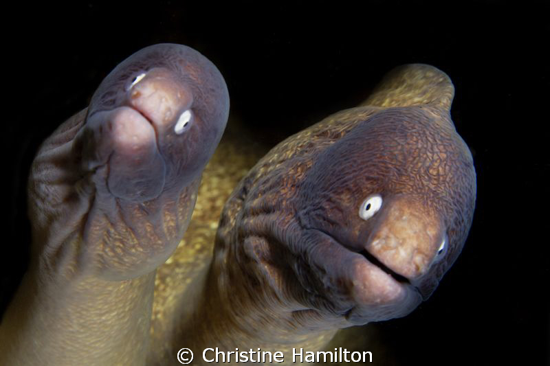 Mr & Mrs Moray by Christine Hamilton 