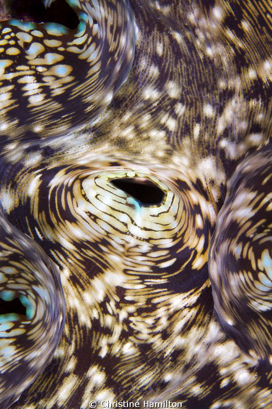 Clam Patterns by Christine Hamilton 