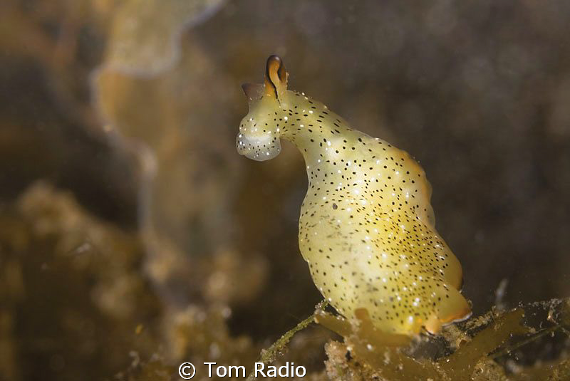 Elysia Ornata
Bali, Indonesia by Tom Radio 