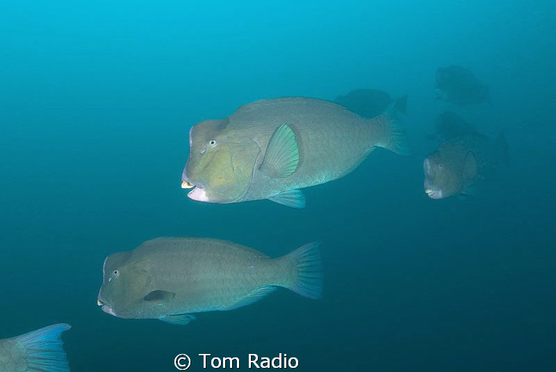 Bumphead Parrotfish
Bali, Indonesia by Tom Radio 