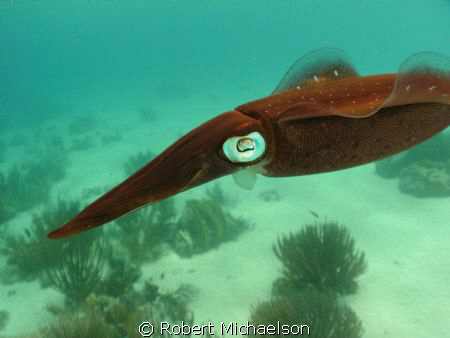 Cannon 95 S with single Ikelite AF 35 strobe. The fin is ... by Robert Michaelson 