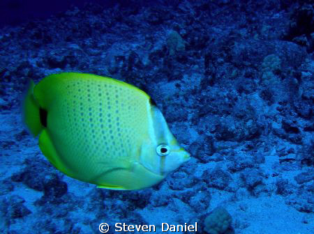 Lemon Butterfly fish by Steven Daniel 