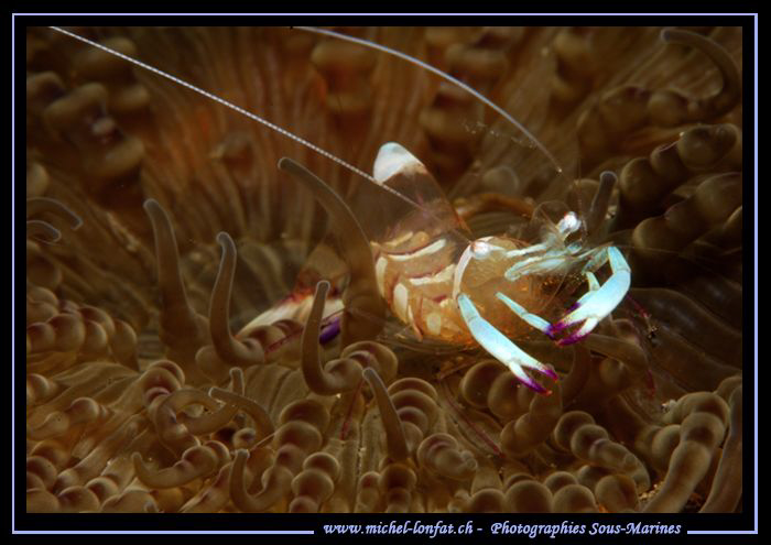 Little Symbiotic Schrimp in the water's of Lembeh Strait.... by Michel Lonfat 