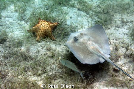A Trio - taken at Waterlemon Bay with natural light while... by Paul Olson 