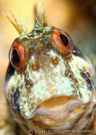 Seaweed Blenny by Matt Sullivan 