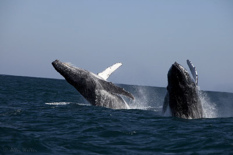 On the Wild Coast on the Sardine Run and loving it! by Allen Walker 