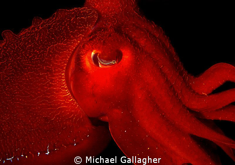 Giant Australian Cuttlefish - this guy was HUGE and compl... by Michael Gallagher 
