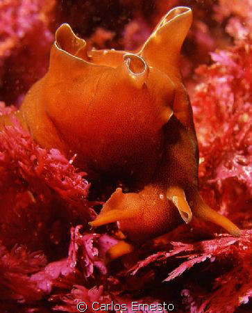 Aplysia puntacta. by Carlos Ernesto 