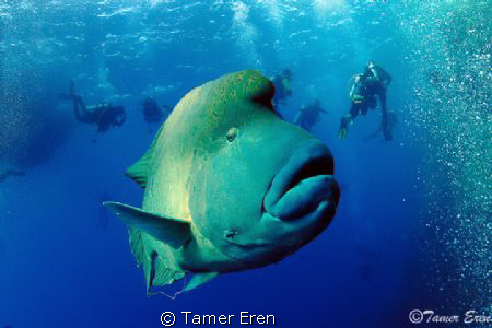 Napolyon Fish / Brother Island/EGYPT by Tamer Eren 