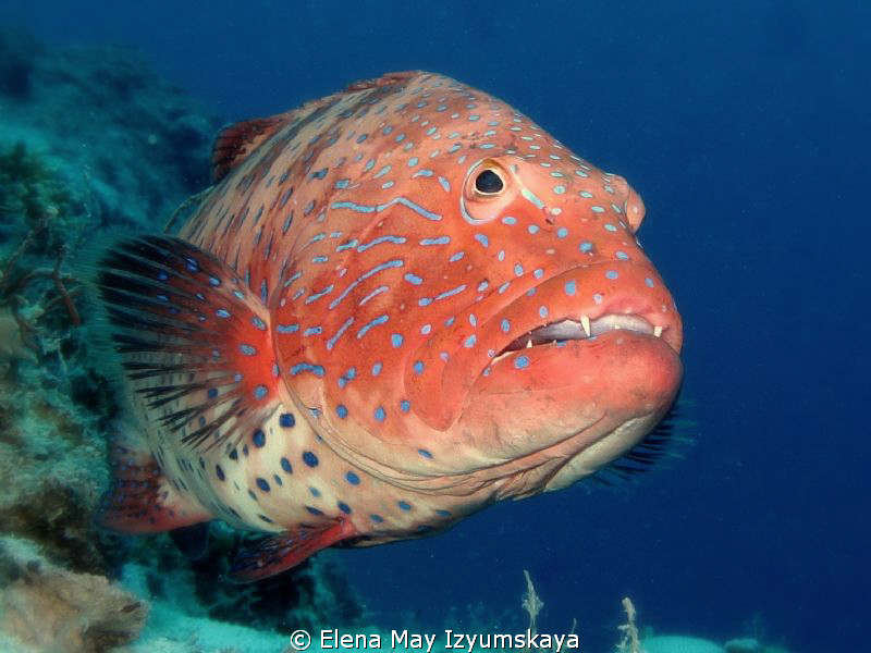 Red Sea coralgrouper. 
Let them live... by Elena May Izyumskaya 