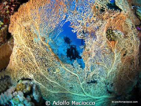 Gorgonia @ Far garden by Adolfo Maciocco 