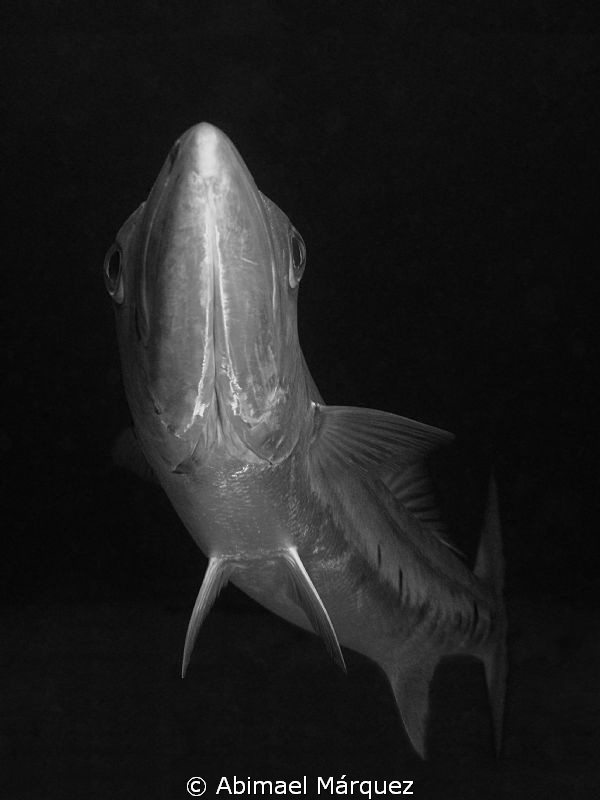 Barracuda, Aguadilla, PR. by Abimael Márquez 