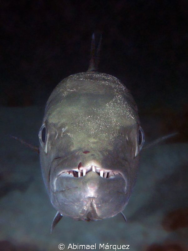 Barracuda, face to face. by Abimael Márquez 