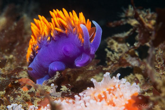 Flabellina Iodinia (Spanish Shawl)
Canon 60D
100mac
1/... by Matthew Fischbach 