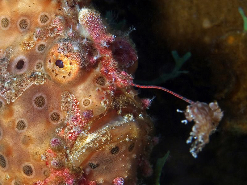 Warty Anglerfish, Tulamben by Doug Anderson 