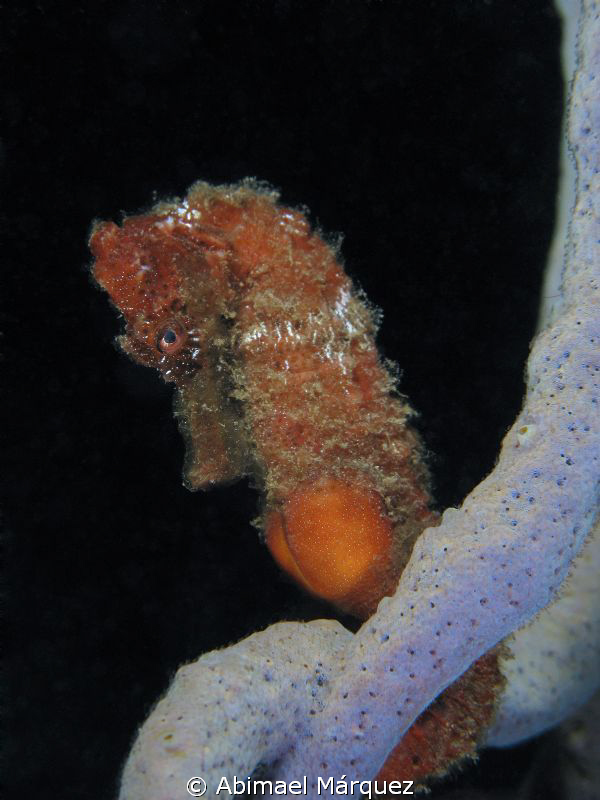 Seahorse, Pole to Pole. by Abimael Márquez 