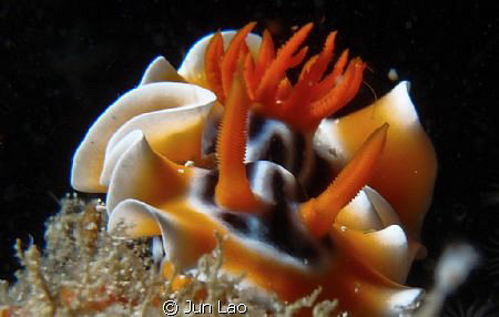 kissing lens port by Jun Lao 