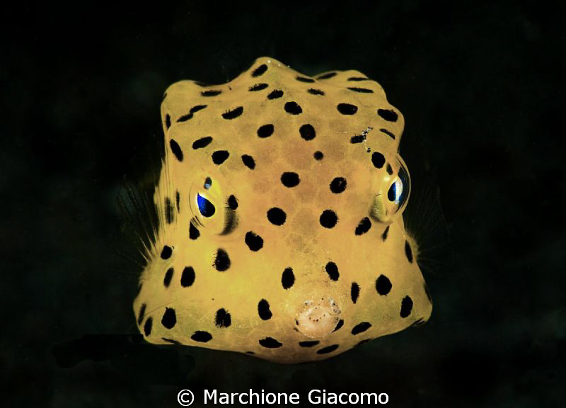 Yellow Box
Nikon D200, 60 micro , twin strobo
Lembeh st... by Marchione Giacomo 