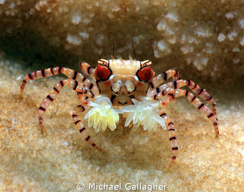 The Boxer by Michael Gallagher 