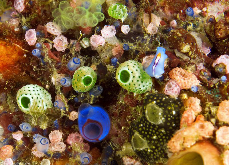 ascidian world by Mathieu Foulquié 