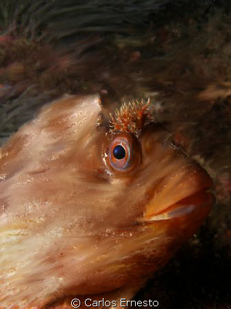 Look at me by Carlos Ernesto 