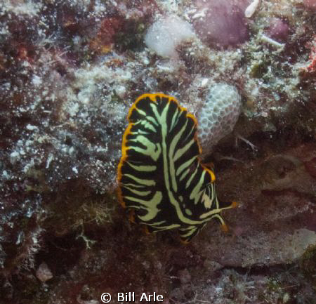 Flatworm.  Big Island, Hawaii.  June, 2011. by Bill Arle 