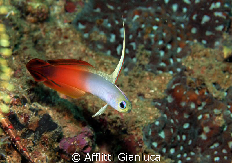 nemateleotris magnifica by Afflitti Gianluca 
