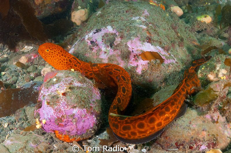 Juvenile Wolf Eel
Salt Creek State Park, WA, U.S.A. by Tom Radio 