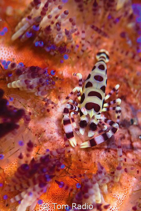 Coleman Shrimp
Ambon, Indonesia by Tom Radio 