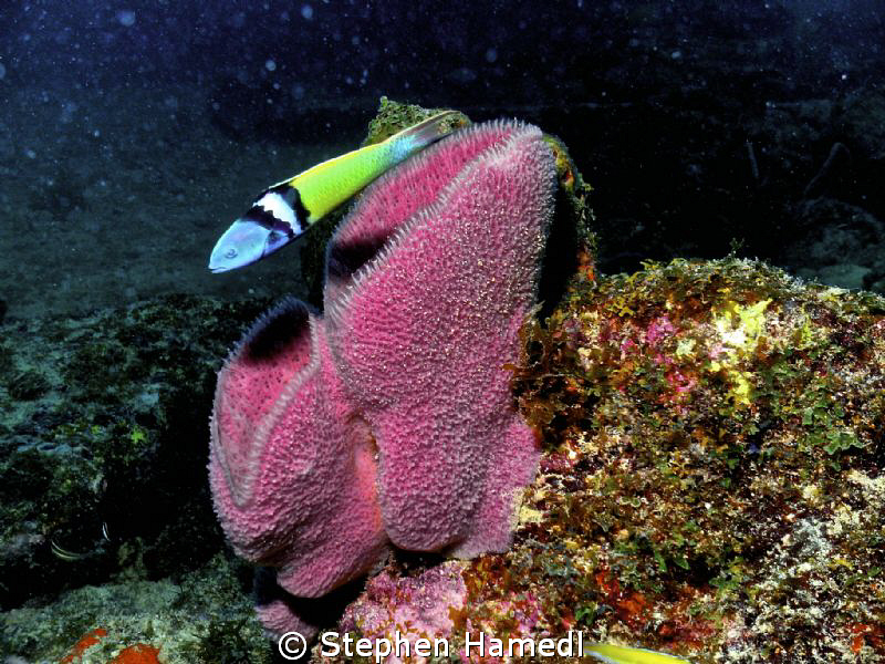 Bluehead wrasse by Stephen Hamedl 
