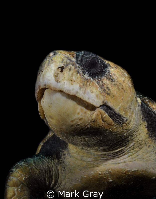 "The old man's portrait"......Loggerhead Turtle by Mark Gray 