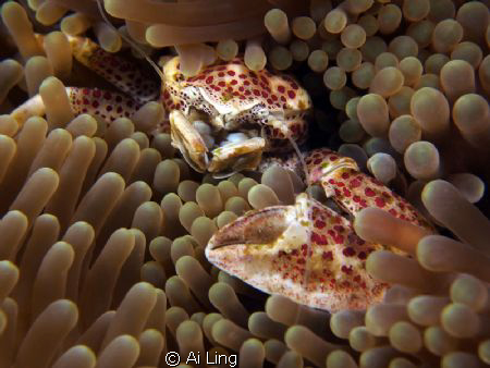 Anemone Porcelain Crab by Ai Ling 