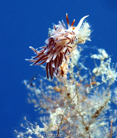 This snail was photographed at the south coast of Menorca... by Thorsten Kussel 