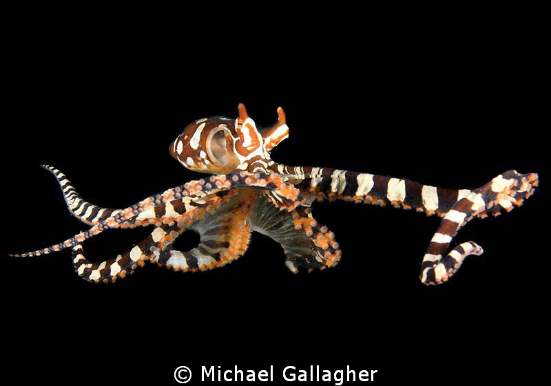 Free-swimming Wonderpus, Lembeh, Indonesia by Michael Gallagher 